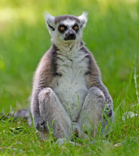 Lemur Rudy Lemur Catta Siedzący Ziemi — Zdjęcie stockowe