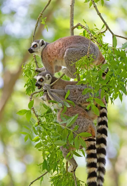 Lemur Pruhovaný Lemur Catta Sedící Stromě — Stock fotografie