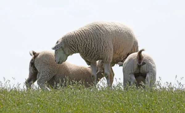 Små Lamm Dricka Med Sin Mamma Får — Stockfoto