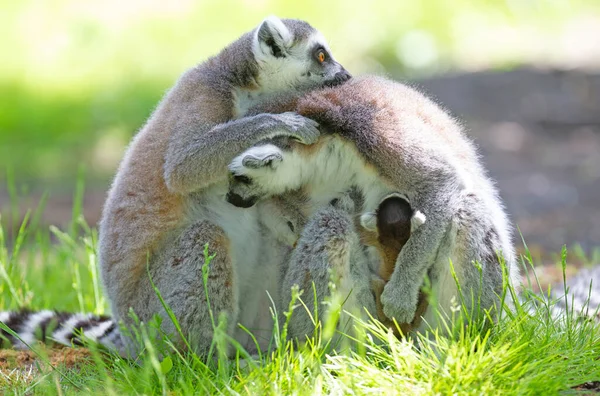 Lemur Pierścieniowy Dzieckiem Siedzący Ziemi — Zdjęcie stockowe