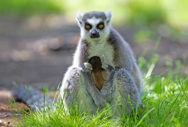 Halka Kuyruklu Lemur Bebek Yerde Oturuyor — Stok fotoğraf