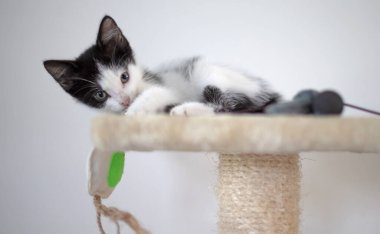 Kazı kazanın tepesindeki sevimli kedi yavrusu, seçici bir odak noktası.