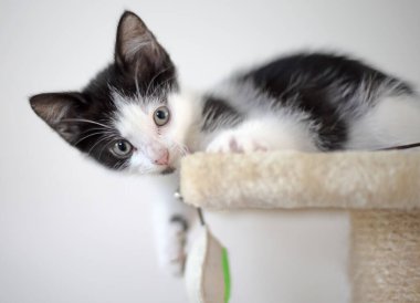 Kazı kazanın tepesindeki sevimli kedi yavrusu, seçici bir odak noktası.