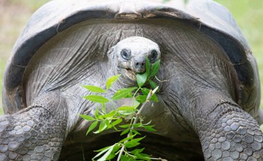 Çok yaşlı dev Galapagos kaplumbağa yiyor, seçici odaklanma