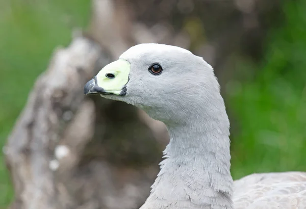 Ganso Gris Grande Cape Barren Goose Con Distintivo Pico Verde —  Fotos de Stock