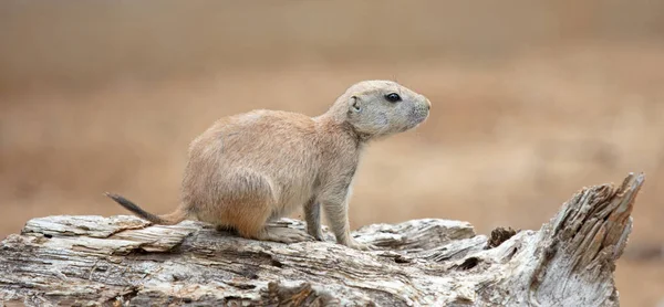 Prarie Dog Looking Sitting Piece Wood Selective Focus — Stock Photo, Image