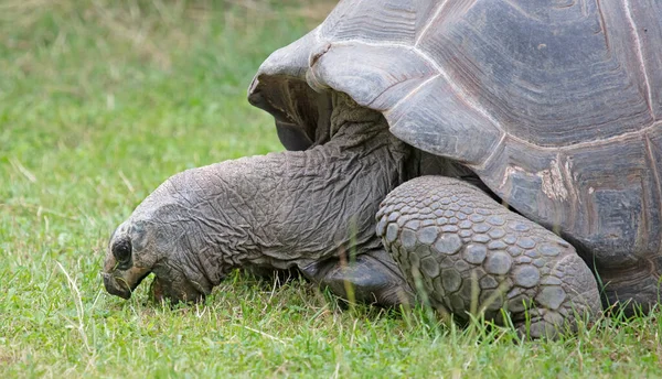 Старый Гигантский Галапагосские Черепахи Едят Избирательный Фокус — стоковое фото