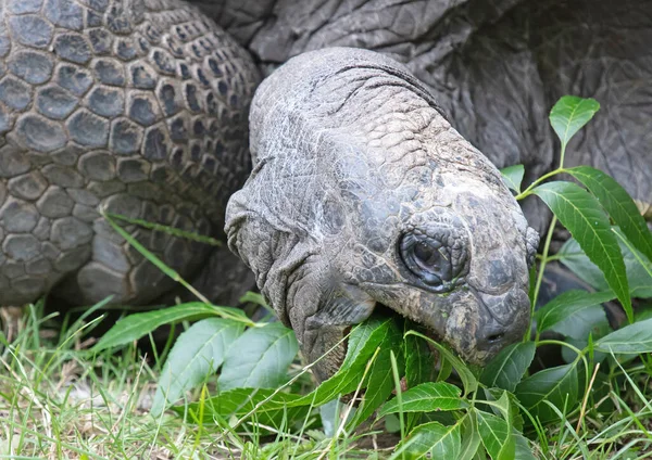 Tortuga Gigante Galápagos Muy Vieja Comiendo Enfoque Selectivo —  Fotos de Stock