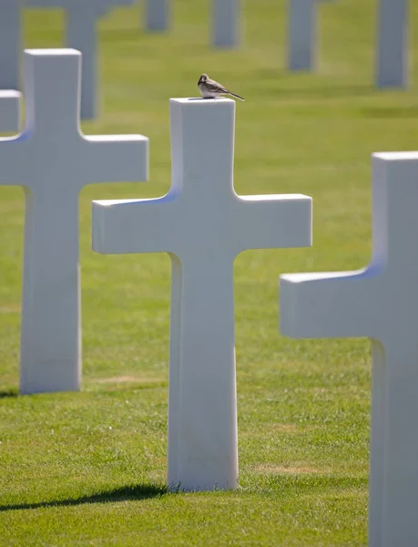 Filas Tumbas Cementerio Estadounidense Luxemburgo Pájaro Encima Una Tumba —  Fotos de Stock