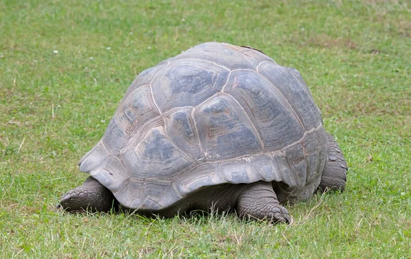 Tortuga Gigante Galápagos Muy Vieja Caminando Enfoque Selectivo —  Fotos de Stock