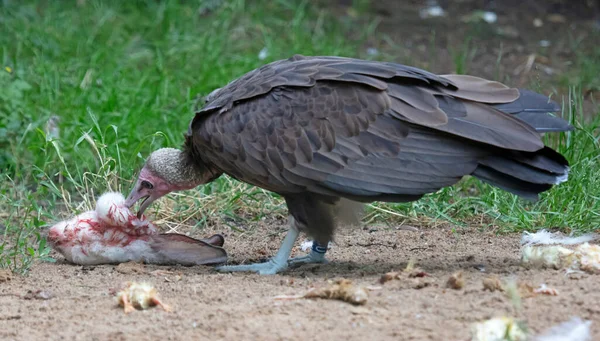 大きなハゲタカは生肉を食べ破片で引き裂かれた — ストック写真