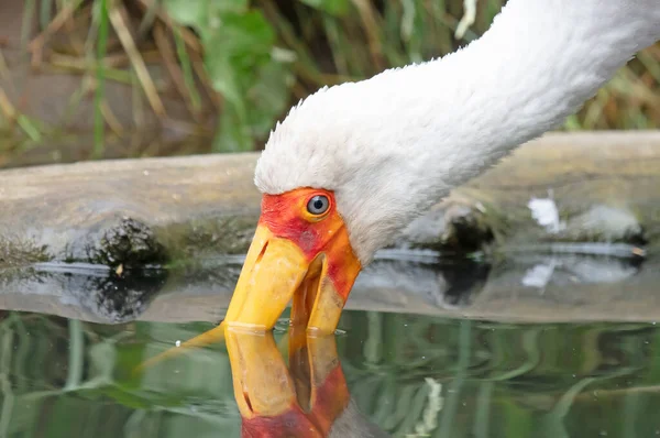Gulnäbbad Stork Som Försöker Fånga Fisk — Stockfoto