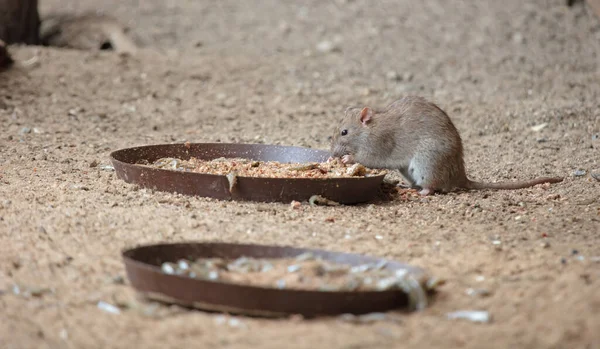 Rato Marrom Comendo Placa Metal Foco Seletivo — Fotografia de Stock