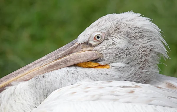 Pragua Hayvanat Bahçesindeki Pelikana Yakın Çekim Seçici Odaklanma — Stok fotoğraf