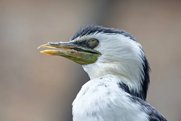 Cute Closeup Profile Portrait Cormorant Blinking — Stock Photo, Image