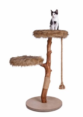 Modern bir kazı kazanın tepesinde sevimli bir kedi yavrusu.