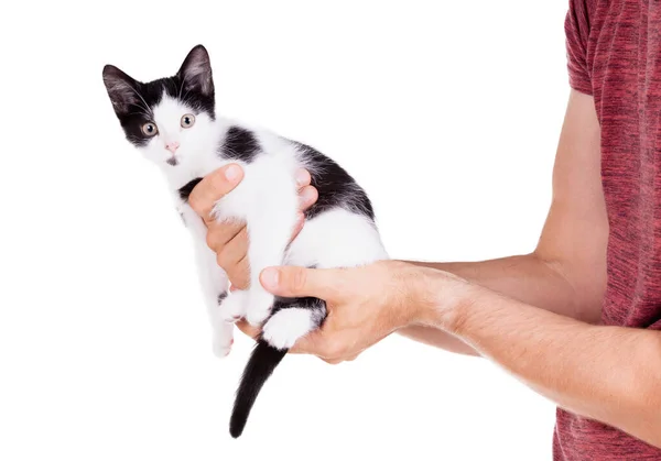 Zwart Wit Kitten Handen Geïsoleerd Wit — Stockfoto