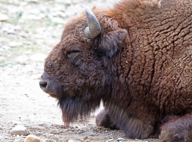 Büyük kahverengi bizon dinleniyor, seçici odaklanma, yaz mevsimi