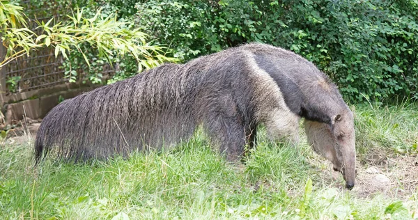 Pemakan Semut Raksasa Berjalan Dan Mencari Sesuatu — Stok Foto