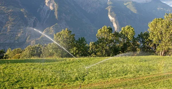 Sprinkler Besproeiing Van Een Gazon Zwitserland Zomertijd — Stockfoto