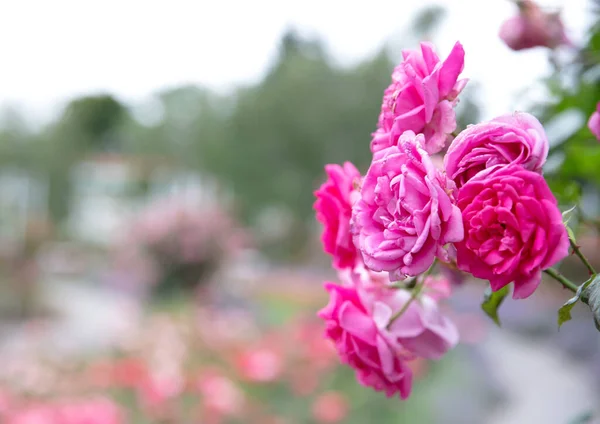 Λεπτομέρεια Closeup Ενός Ροζ Τριαντάφυλλου Φόντο Φύση — Φωτογραφία Αρχείου