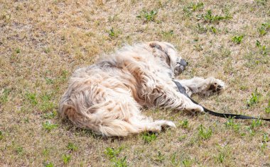 Açık kahverengi, uyuyan köpek, çimenlerde dinleniyor.