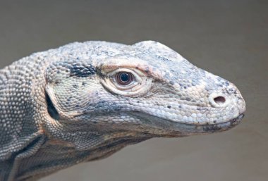 Komodo ejderhası (Varanus komodoensis) Prag Hayvanat Bahçesi, Çek Cumhuriyeti