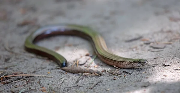 Slowworm Namı Diğer Yavaş Solucan Veya Kör Solucan Anguis Fragilis — Stok fotoğraf