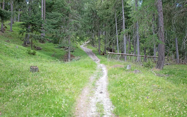 Chemin Travers Belle Forêt Été Suisse — Photo