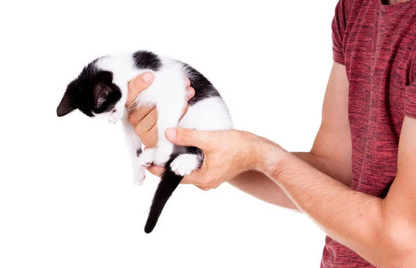 Zwart Wit Kitten Handen Van Een Volwassen Man Geïsoleerd — Stockfoto