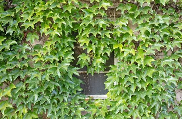 Ivy growing around a window, in need of some maintenance