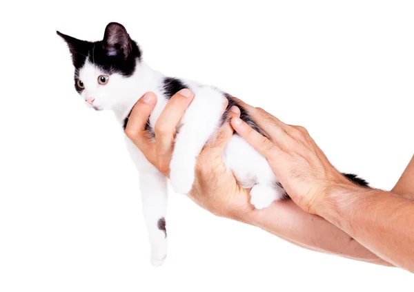 Zwart Wit Kitten Handen Van Een Volwassen Man Geïsoleerd — Stockfoto