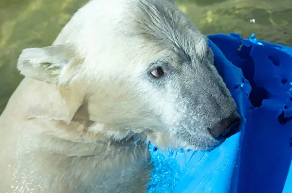 Orso Polare Che Gioca Acqua Con Una Canna Blu — Foto Stock