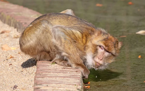 Macaco Scimmia Bere Dal Torrente Messa Fuoco Selettiva — Foto Stock