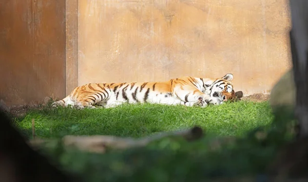 Tiger Panthera Tigris Altaica Vilar Trädgård Selektivt Fokus — Stockfoto