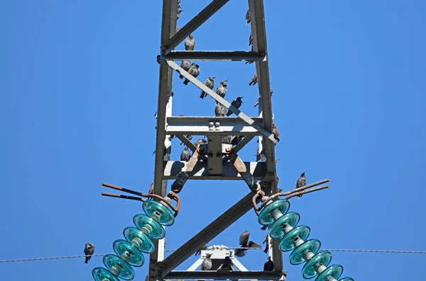 Energisk Pylon Med Mycket Starar Nederländerna — Stockfoto