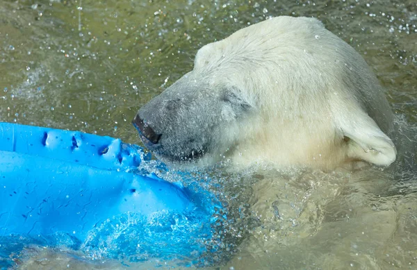 Oso Polar Jugando Agua Con Barril Azul — Foto de Stock