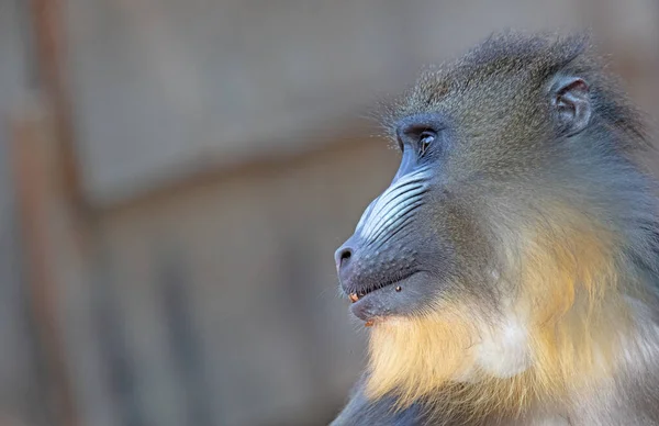 Macaco Mandril Com Focinho Colorido Olhando Atentamente Foco Seletivo — Fotografia de Stock
