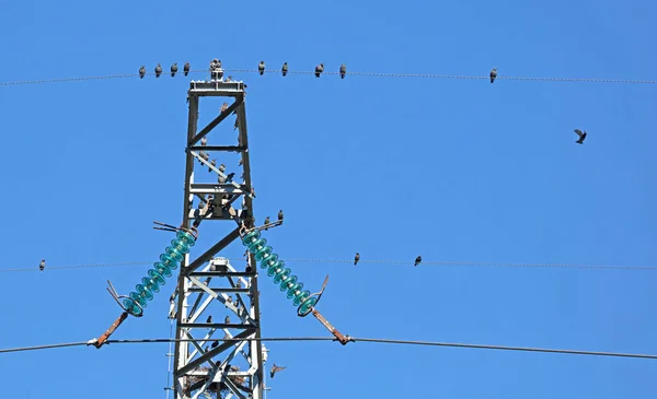 Energetic Pylon Lot Starlings Netherlands — Stock Photo, Image