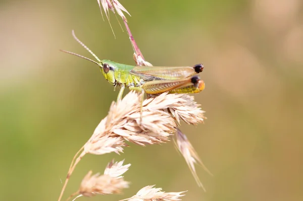 Grasshopper Yellow Grass Selective Focus Eye — Stock Photo, Image