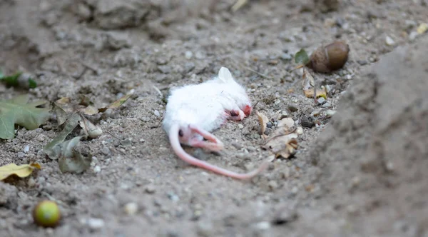 Rato Morto Branco Único Foco Seletivo Olho — Fotografia de Stock