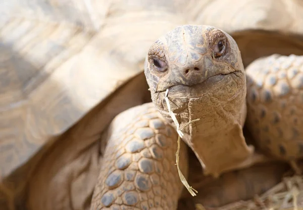 Comer Tortuga Galápagos Enfoque Selectivo Ojo —  Fotos de Stock