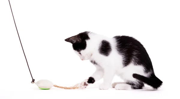 Playful Kitten Chasing Toy Isolated White Background — Stock Photo, Image