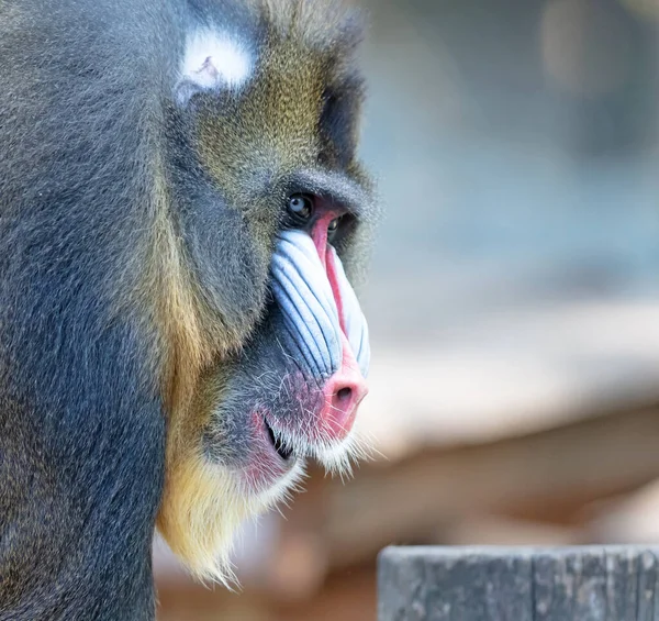 Babuíno Mandril Colorido Foco Seletivo Nos Olhos — Fotografia de Stock