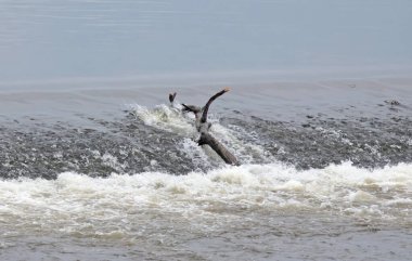 Çek Cumhuriyeti 'nde bir barajda sıkışmış bir tahta parçası.