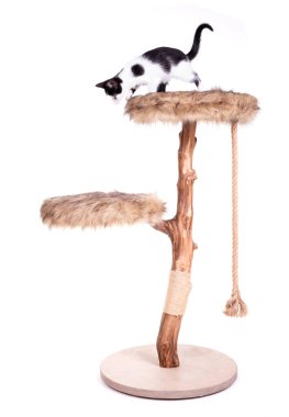 Modern bir kazı kazanı üzerinde siyah beyaz kedi yavrusu.