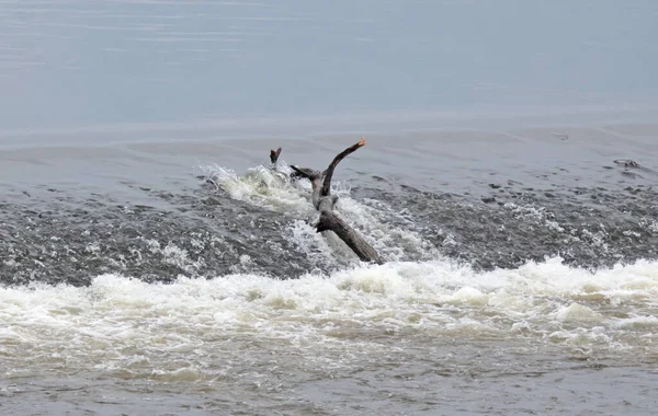 Pièce Bois Collée Sur Barrage République Tchèque — Photo