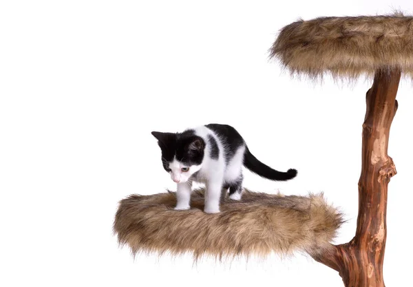 Zwart Wit Kitten Een Moderne Krabpaal Geïsoleerd — Stockfoto