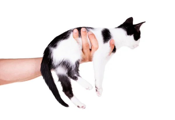 Zwart Wit Kitten Handen Van Een Volwassen Man Geïsoleerd — Stockfoto