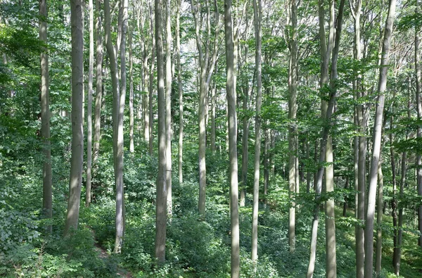 Raios Sol Através Árvores Grossas Ramos Densa Floresta Verde República — Fotografia de Stock